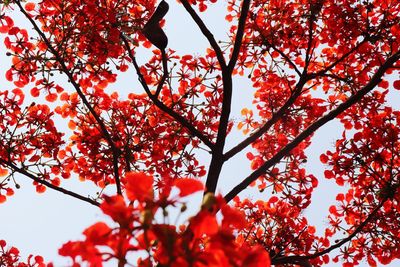 Low angle view of flowering tree against sky