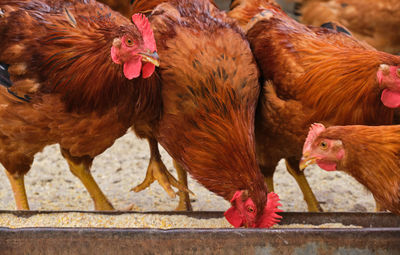 Close-up of rooster