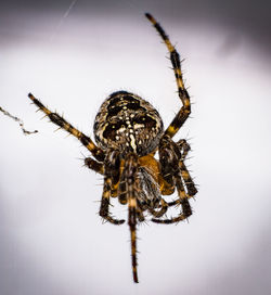 Close-up of spider