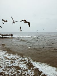 Seagulls flying over sea against clear sky