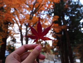 Close-up of hand holding maple leaves during autumn