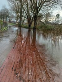 Wet footpath amidst bare trees during rainy season