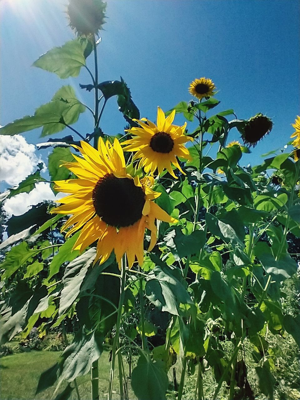 sunflower, plant, flower, flowering plant, beauty in nature, freshness, growth, flower head, nature, yellow, fragility, field, inflorescence, petal, sky, leaf, plant part, no people, asterales, sunflower seed, close-up, sunlight, low angle view, day, outdoors, green, springtime, pollen, land, landscape, botany, rural scene, blossom