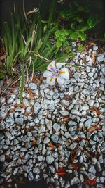 Plant growing in the background