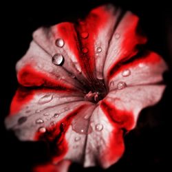 Close-up of water drops on pink flower