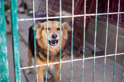 Close-up of dog in cage