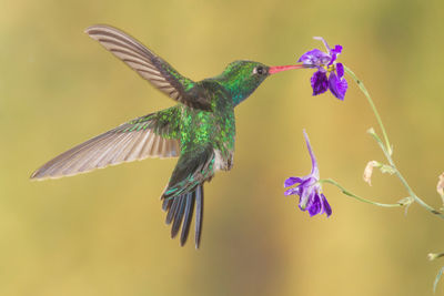 Close-up of purple bird flying