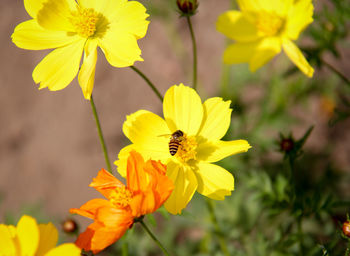 Close-up of bee pollinating on yellow flower