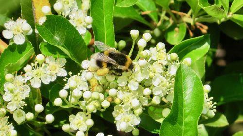 Close-up of bee pollinating on flower