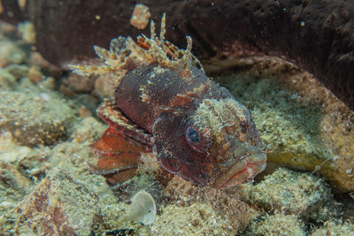 Close-up of fish underwater