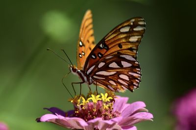 Close-up of butterfly pollinating on flower