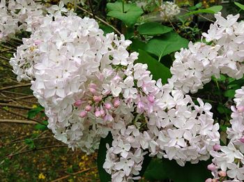 Close-up of pink flowers