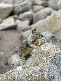 Close-up of squirrel on rock