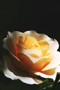 Close-up of rose against black background
