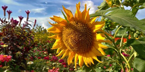 Close-up of sunflower on plant