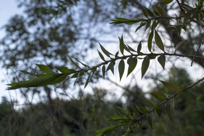 Close-up of leaves against sky