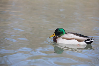 Duck swimming in lake