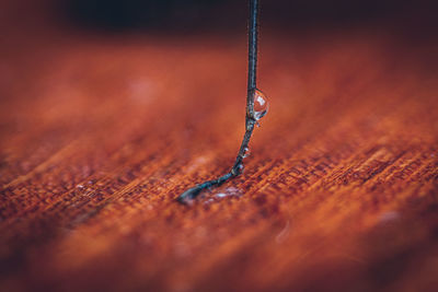Close-up of keg of insect against water drop on table