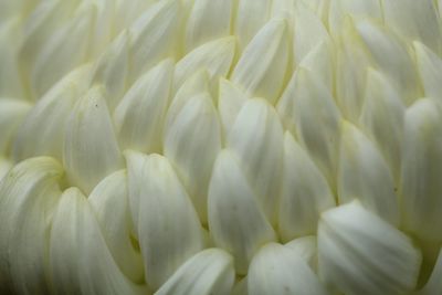 Full frame shot of white flowering plant