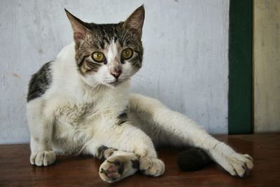 Close-up portrait of cat sitting