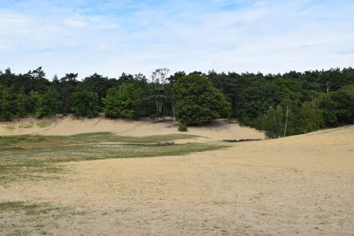 Scenic view of trees on landscape against sky