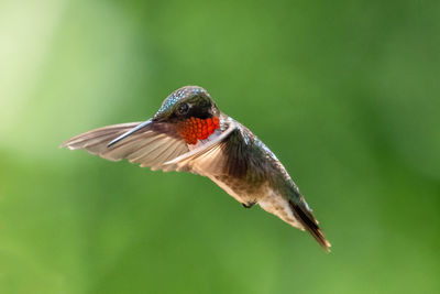 Close-up of a bird flying