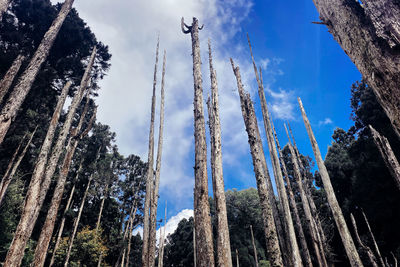 Low angle view of trees growing in forest against sky