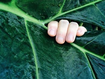 Close-up of cropped hand