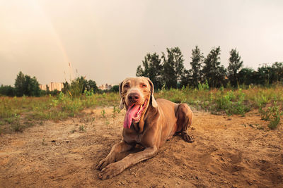 Dog in a field