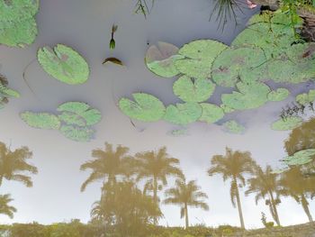 Low angle view of leaves floating on lake