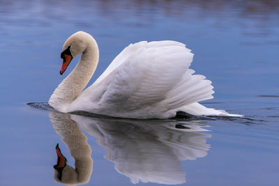 Swan swimming in lake