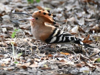 Close-up of bird on field
