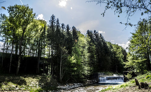 Trees in forest against sky