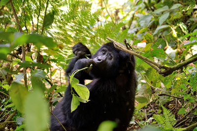 A gorilla mother feeds in bwindi impenetrable forest, uganda.