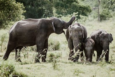 View of elephants at field