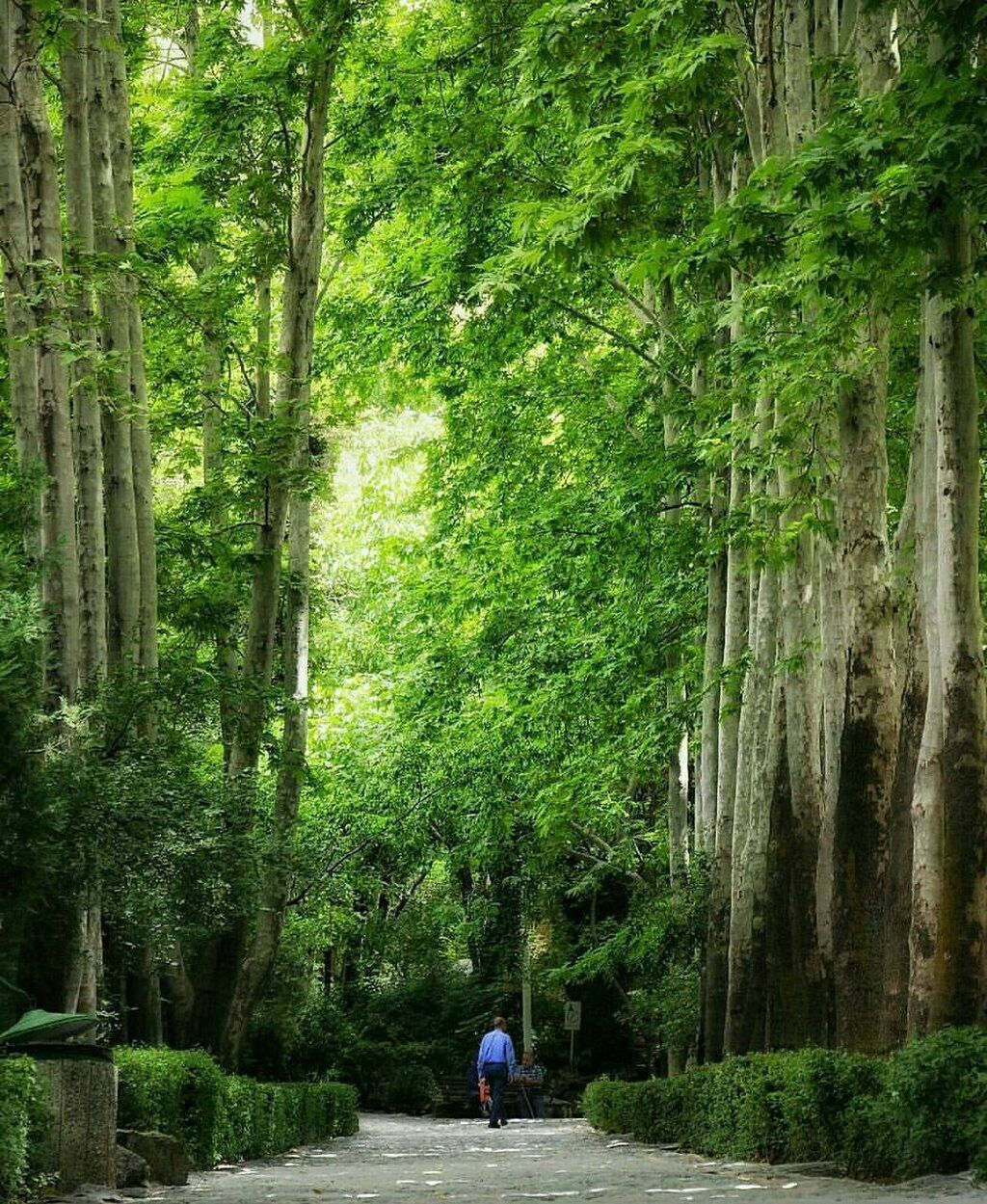 tree, nature, green color, growth, real people, beauty in nature, outdoors, scenics, full length, women, day, one person, men, bamboo grove, lush - description, people, adults only, adult