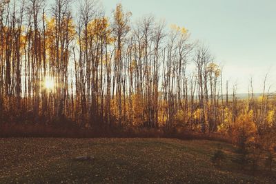 Sun shining through trees on field