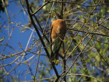 Low angle view of a bird perching on branch