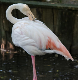 Close-up of a flamingo in a lake