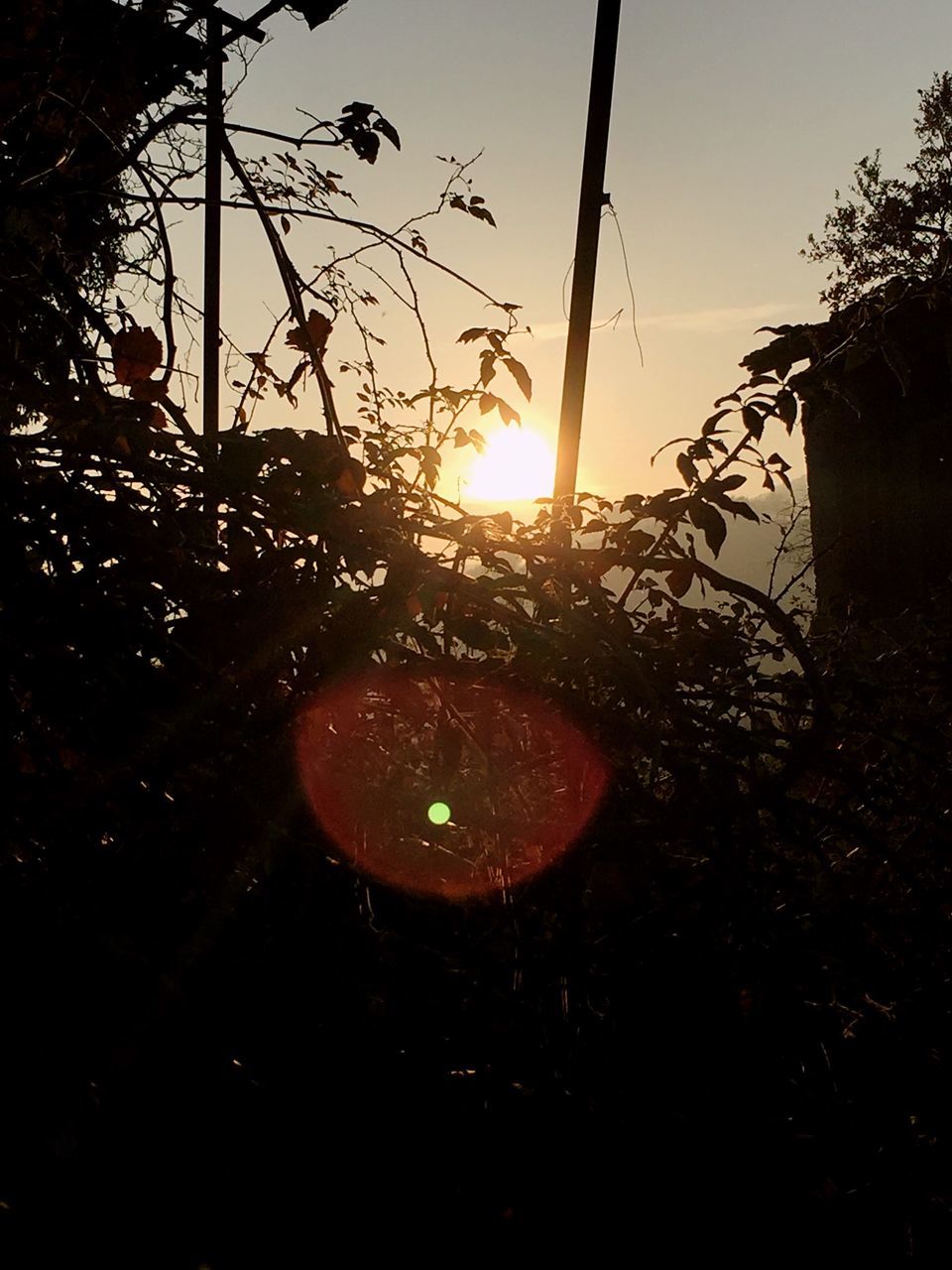 sun, sunset, tree, lens flare, sky, sunlight, silhouette, tranquility, nature, sunbeam, lighting equipment, beauty in nature, clear sky, street light, outdoors, tranquil scene, scenics, back lit, field, growth