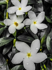 Close-up of white flowering plants