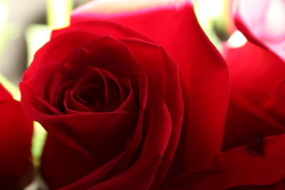 Close-up of red rose