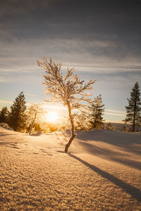 Tree standing in snow with backlight