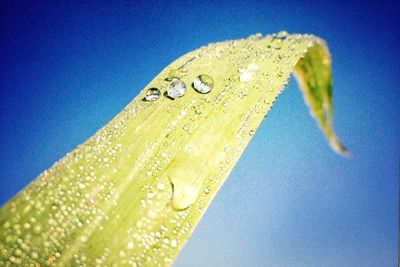 Close-up of water drops on leaf