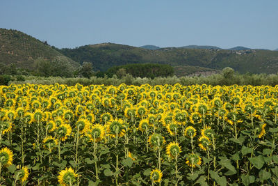 Scenic view of yellow flowering plants on field against sky