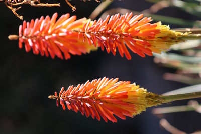 Close-up of red flowers