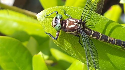 Close-up of insect on leaf