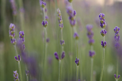 Close-up of purple flowering plants on field