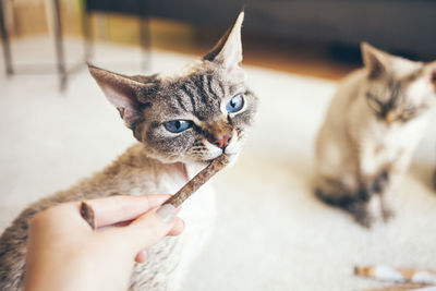 Close-up of hand holding cat