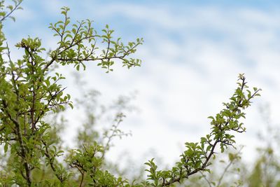 Plant against sky